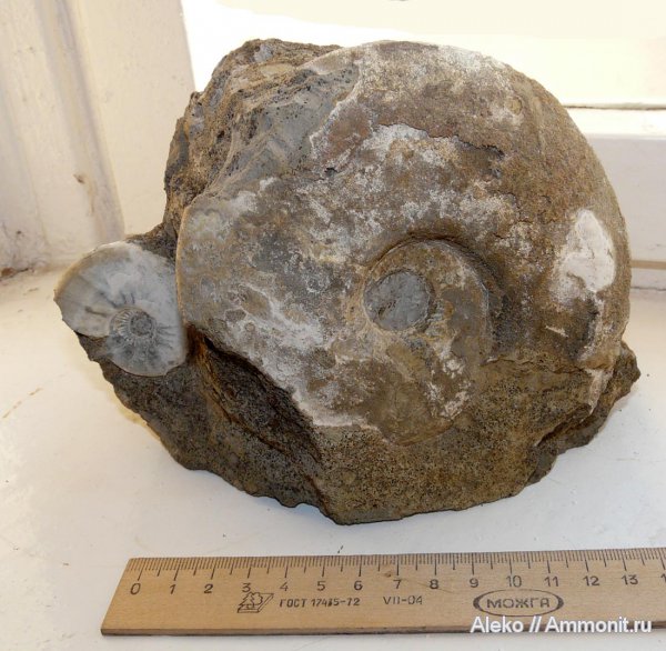аммониты, Kosmoceras, келловей, Sigaloceras, Kosmoceras enodatum, Sigaloceras calloviense, Ammonites, Callovian, Middle Jurassic