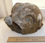 Крупный Sigaloceras sp. и Kosmoceras enodatum