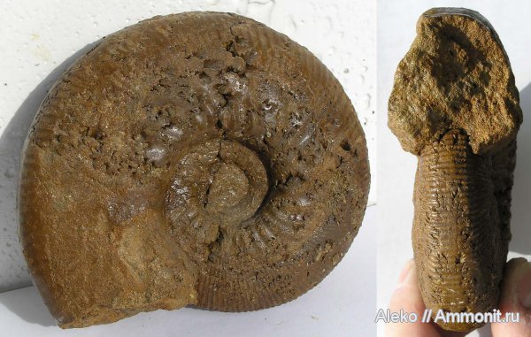 аммониты, келловей, Sigaloceras, Sigaloceras calloviense, Ammonites, Callovian, Middle Jurassic