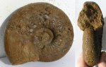 Sigaloceras calloviense