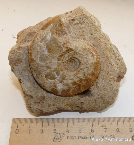 аммониты, Kosmoceras, келловей, Kosmoceras nodosum, Ammonites, Callovian, Middle Jurassic