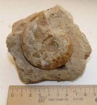 Kosmoceras ex gr. nodosum Callomon