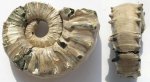 Euaspidoceras subbabeanum