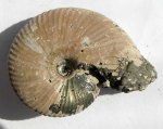 Funiferites patruus (Eichwald)