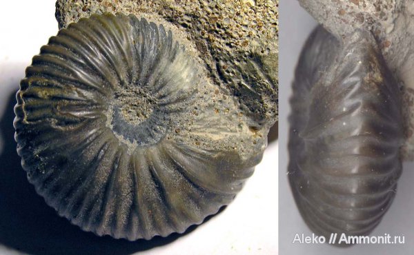 аммониты, келловей, Pseudocadoceras, Cadoceratinae, Pseudocadoceras homoeomorphum, Cardioceratidae, Ammonites, Callovian, Middle Jurassic