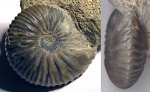 Pseudocadoceras (Pressuloceras) homoeomorphum Kiselev