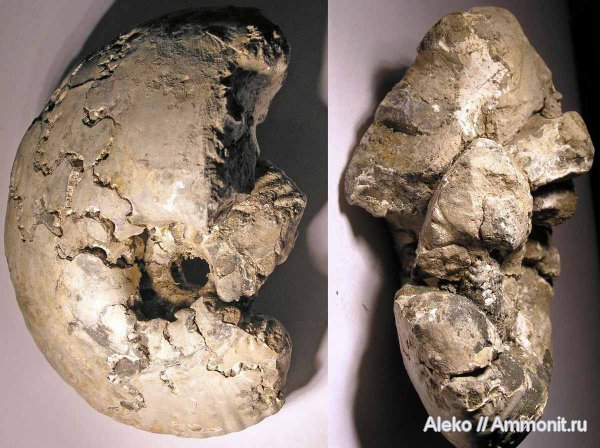 аммониты, келловей, Quenstedtoceras, Quenstedtoceras irinae, Ammonites, Callovian, Middle Jurassic