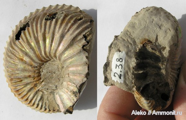 аммониты, Cardioceras, оксфорд, Ammonites, Oxfordian