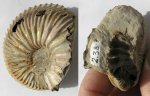 Cardioceras cf. rotundatum (Nikitin, 1878)