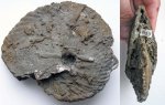 Cardioceras ?excavatum (Sowerby)