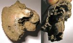 Фрагмент аммонита Cardioceras excavatum (Sowerby)