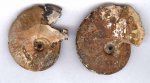 Sublunuloceras cf. lonsdalii (Pratt)