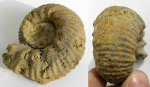 Erymnoceras cf. coronatum