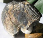 Craspedodiscus discofalcatus Lahusen