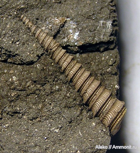 гастроподы, оксфорд, Clathrobaculus, Clathrobaculus krantzi, Oxfordian