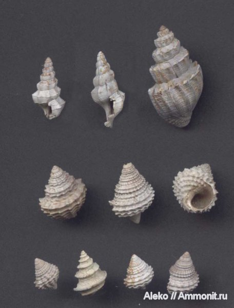 гастроподы, оксфорд, Khetella, Gerasimovcyclus, Pieteia, Metriomphalus, Erratothilda, Pietteia, Pietteia sabatieri