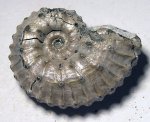 Kosmoceras ?castor