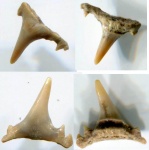Synechodus ?nitidus