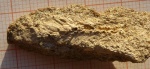 Скелет рыбы