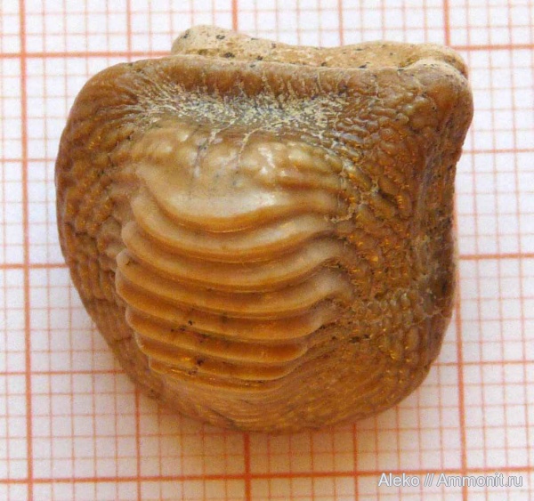 сеноман, зубы акул, Ptychodus, Шацк, Cenomanian, shark teeth