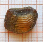 Зуб Ptychodus decurrens Agassiz
