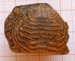 Зуб Ptychodus marginalis Agassiz