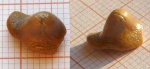 Ptychodus anonymus