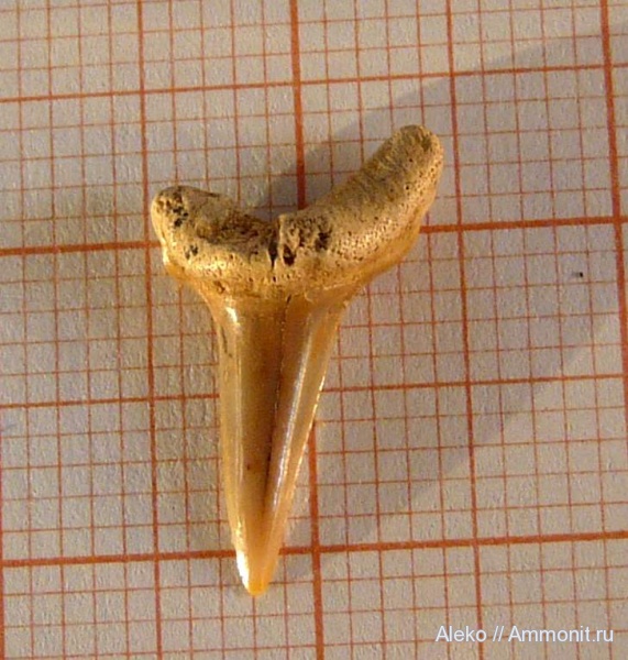 сеноман, зубы акул, Шацк, Paranomotodon, Cenomanian, shark teeth