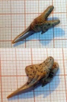 Зуб Leptostyrax macrorhiza