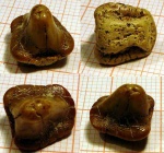 Ptychodus cf. altior Agassiz