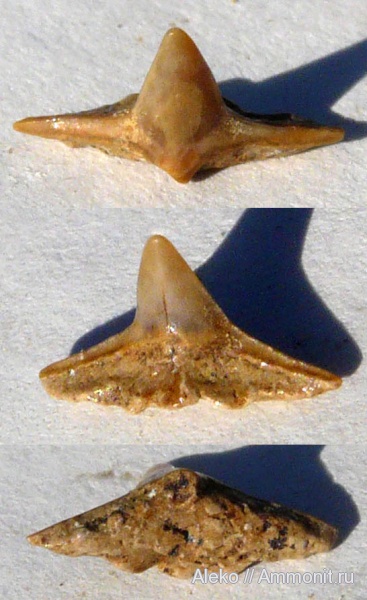 сеноман, зубы акул, Squatina, Шацк, Cenomanian, shark teeth
