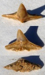 Squatina sp.