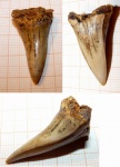 ?Cretodus crassidens