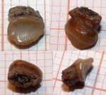 "резец" Pycnodontiformes