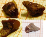 задний зуб Paraisurus compressus либо Leptostyrax macrorhiza