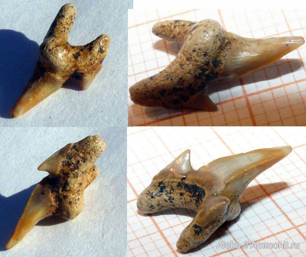 сеноман, зубы акул, Protolamna, Шацк, Cenomanian, shark teeth