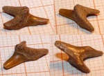 Передний зуб Paranomotodon sp.