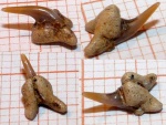 Johnlongia sp.