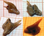 Johnlongia sp.?