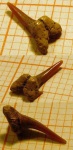 Зуб Eostriatolamia sp.