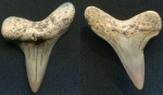 Cretoxyrhina ?denticulata