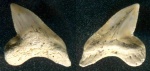 Squalicorax ?curvatus