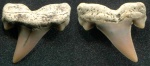 Cretolamna appendiculata