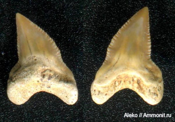 Squalicorax, сеноман, зубы акул, Шацк, Cenomanian, shark teeth
