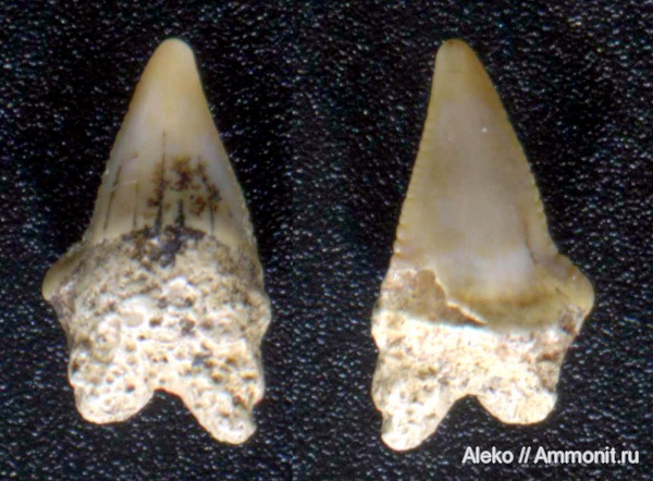 Squalicorax, сеноман, зубы акул, Шацк, Cenomanian, shark teeth