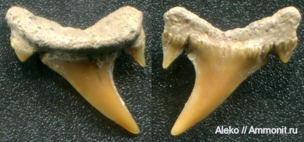 сеноман, зубы акул, Carcharias, Шацк, Cenomanian, shark teeth