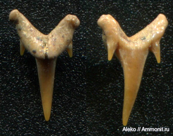 сеноман, зубы акул, Carcharias, Шацк, Cenomanian, shark teeth