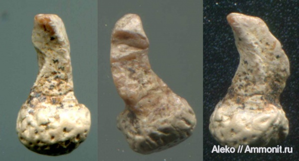 сеноман, зубы рыб, Шацк, Cenomanian, fish teeth