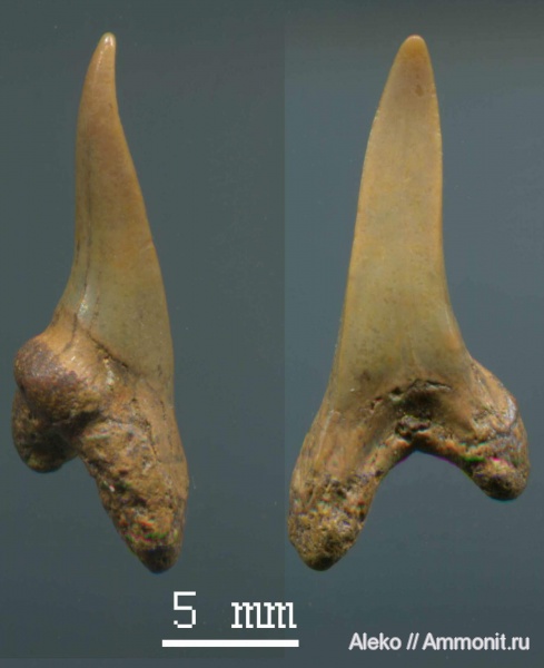сеноман, зубы акул, Cretoxyrhina, Шацк, Cenomanian, shark teeth