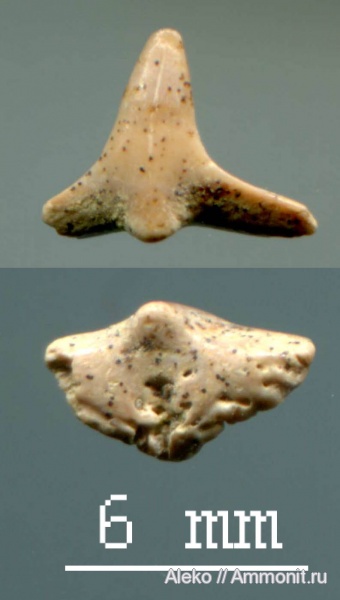 сеноман, зубы акул, Squatina, Шацк, Cenomanian, shark teeth